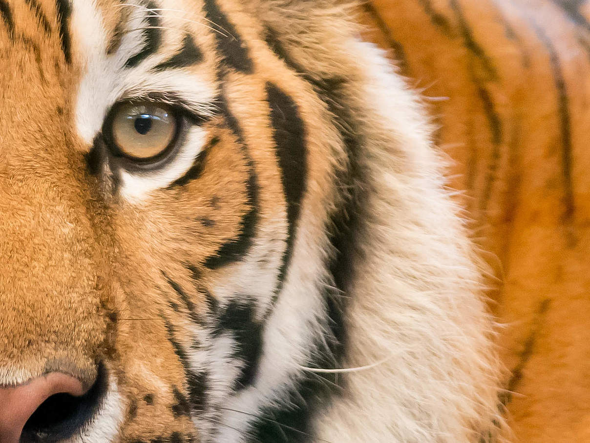 Amur-Tiger Im WWF-Artenlexikon: Zahlen & Fakten