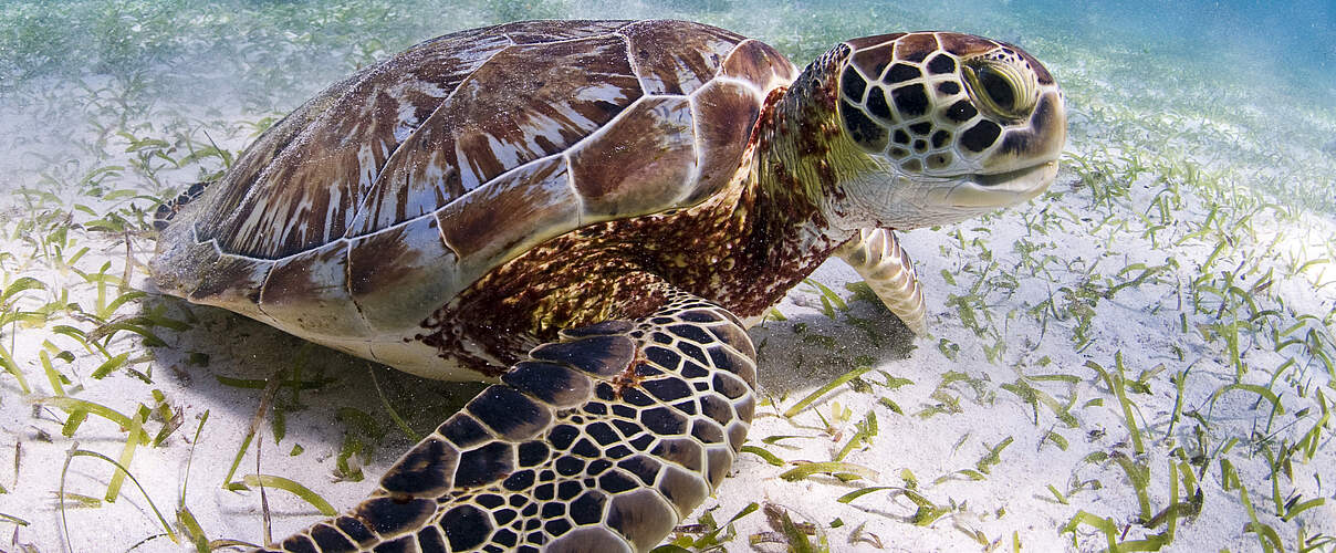 Grüne Meeresschildkröte (Chelonia mydas) © Antonio Busiello / WWF US