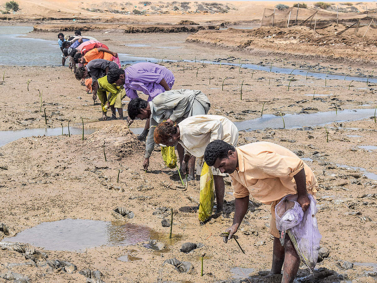 Für die Mangroven-Aufforstung braucht es viele fleißige Hände © WWF Pakistan