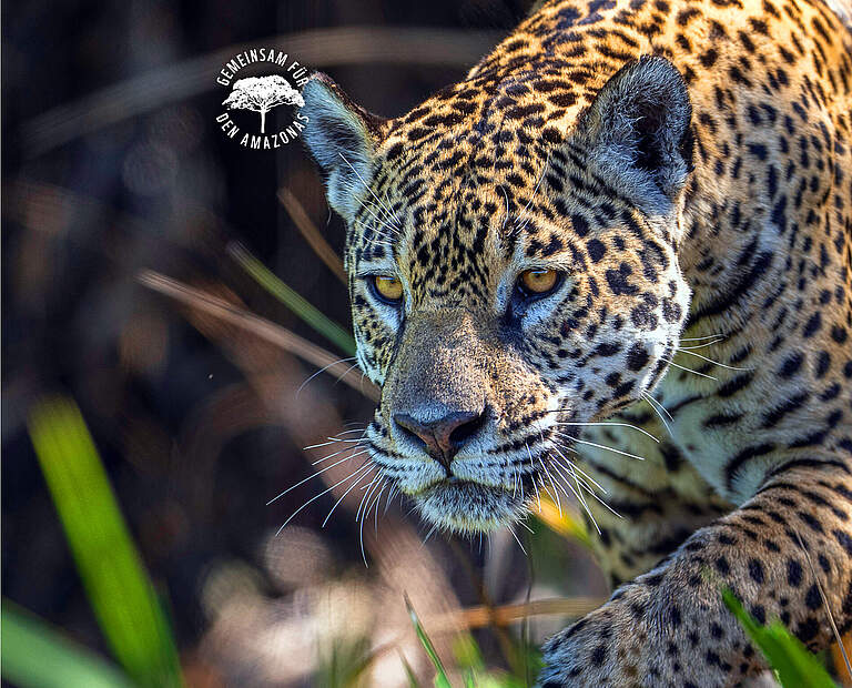 Jaguar Weibchen in Brasilien © WWF Sweden / Ola Jennersten