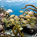 Fische im Riff bei Belize © Antonio Busiello / WWF-US