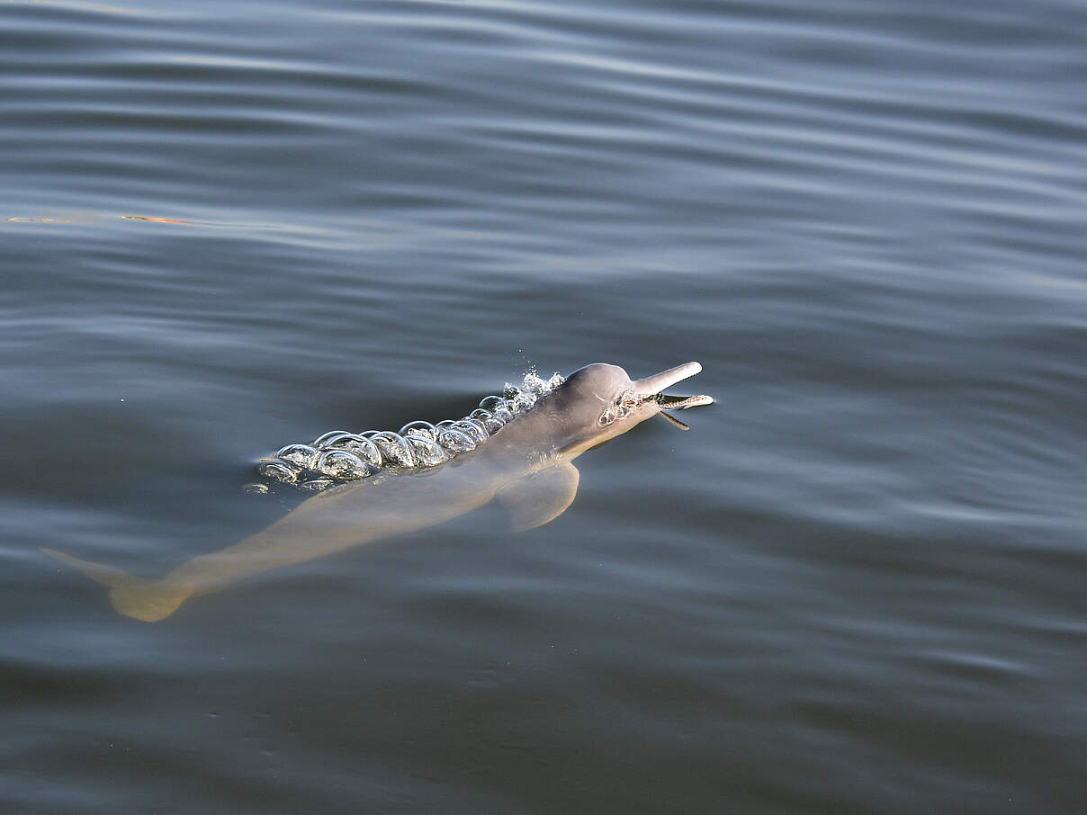 Auch die Flussdelphine des Tapajos sind von Quecksilbervergiftung betroffen © WWF Brazil / Adriano Gambarini