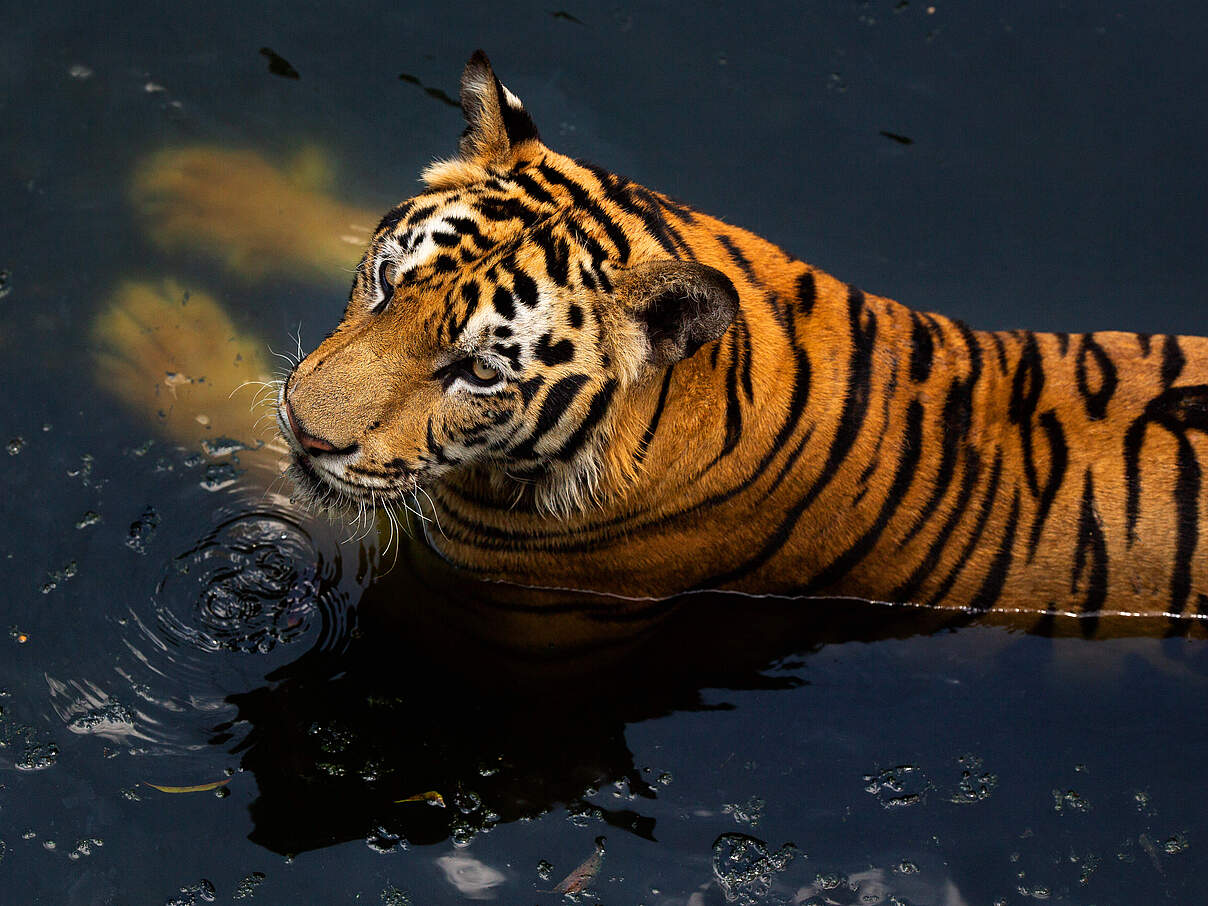 Indochina-Tiger © GettyImages / finchfocus