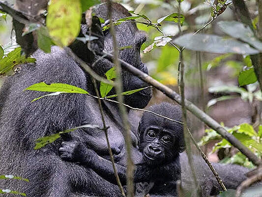 Gorilla-Dame Mabor mit ihrem Nachwuchs Mbonga © Nuria Ortega
