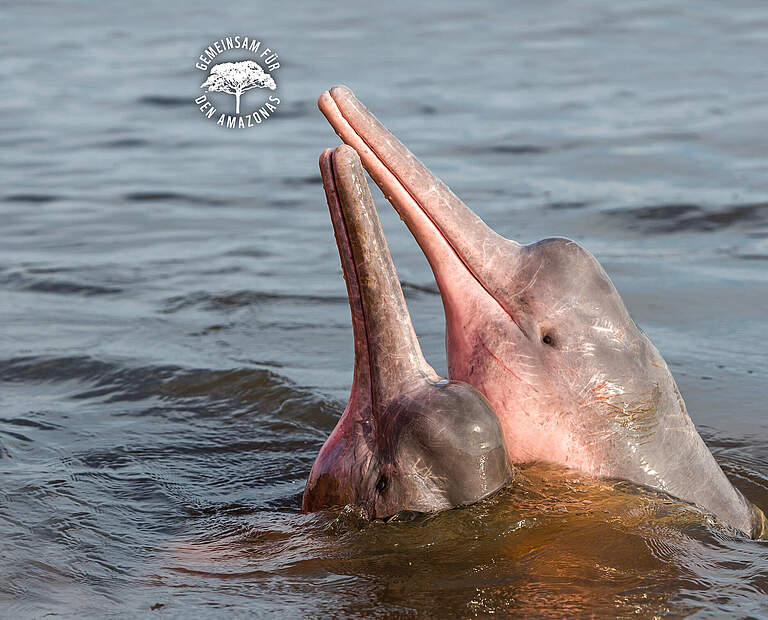 Boto Flussdelfin im Amazonas © Shutterstock / COULANGES