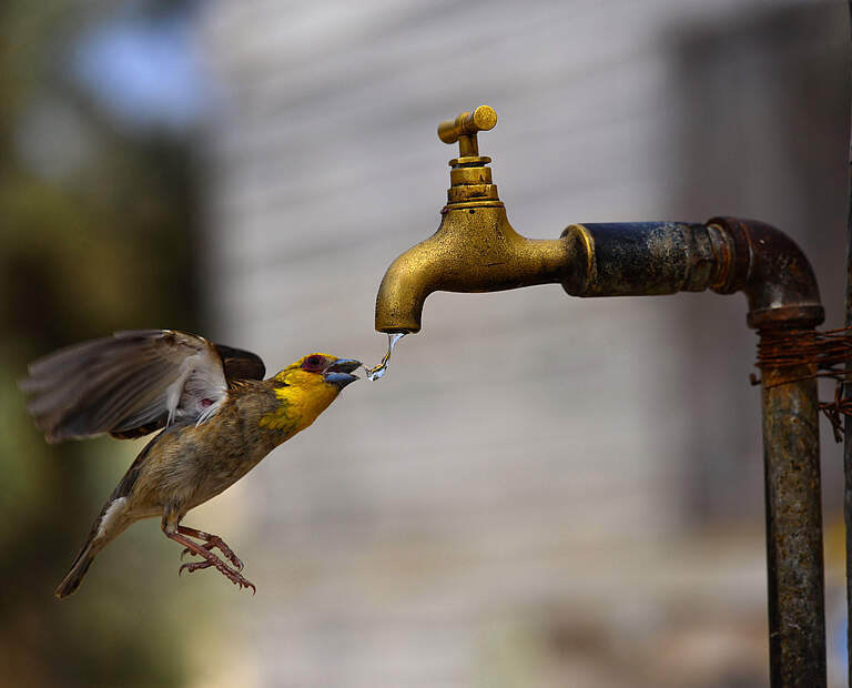 Durstiger Vogel am Wasserhahn © ThierryPRUSSAK / iStock / Getty Images