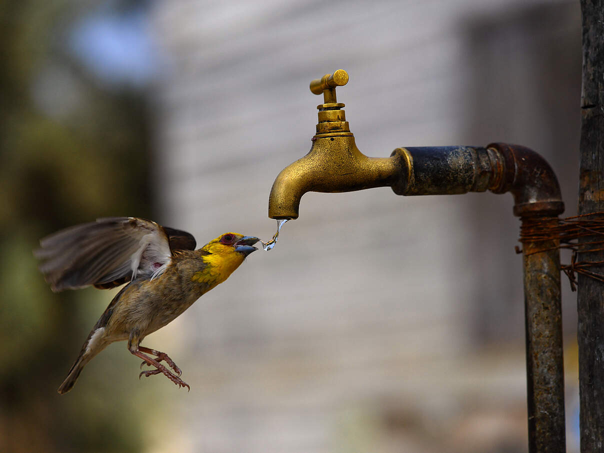 Durstiger Vogel am Wasserhahn © ThierryPRUSSAK / iStock / Getty Images