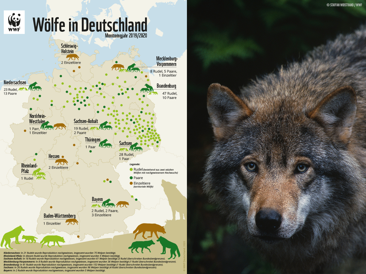 Isegrims Rückkehr: 20 Jahre Wolf in Deutschland